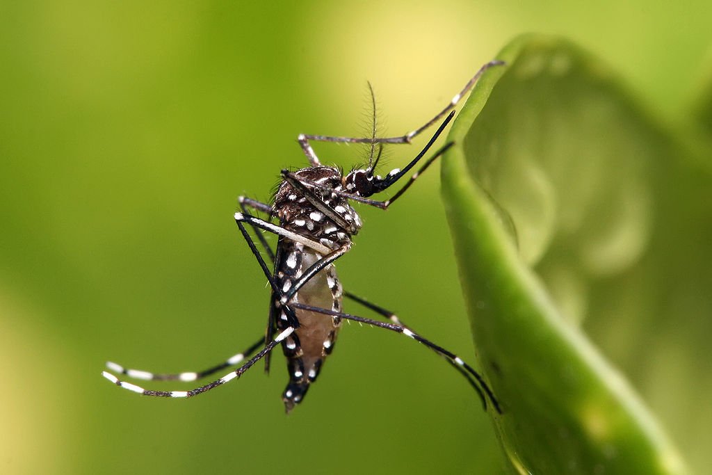 CACB convoca associados para o combate ao Aedes aegypti